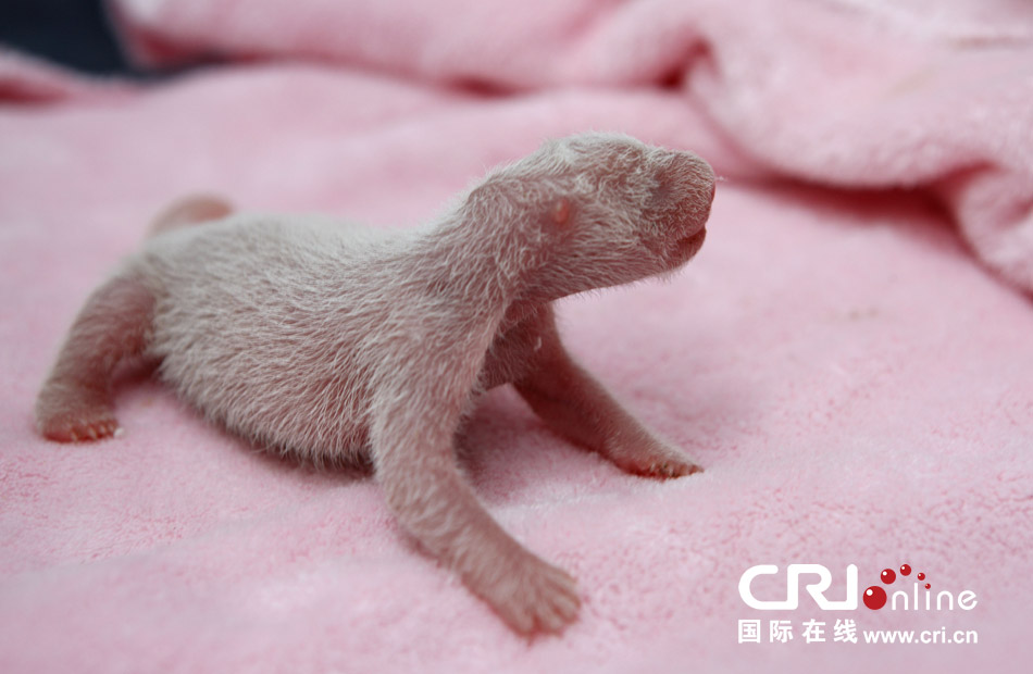 2013年7月11日,成都大熊貓繁育研究基地月亮產(chǎn)房,新生大熊貓寶寶在育嬰箱里憨態(tài)可掬。 2013年7月11日,成都大熊貓繁育研究基地月亮產(chǎn)房,新生大熊貓寶寶在育嬰箱里憨態(tài)可掬。