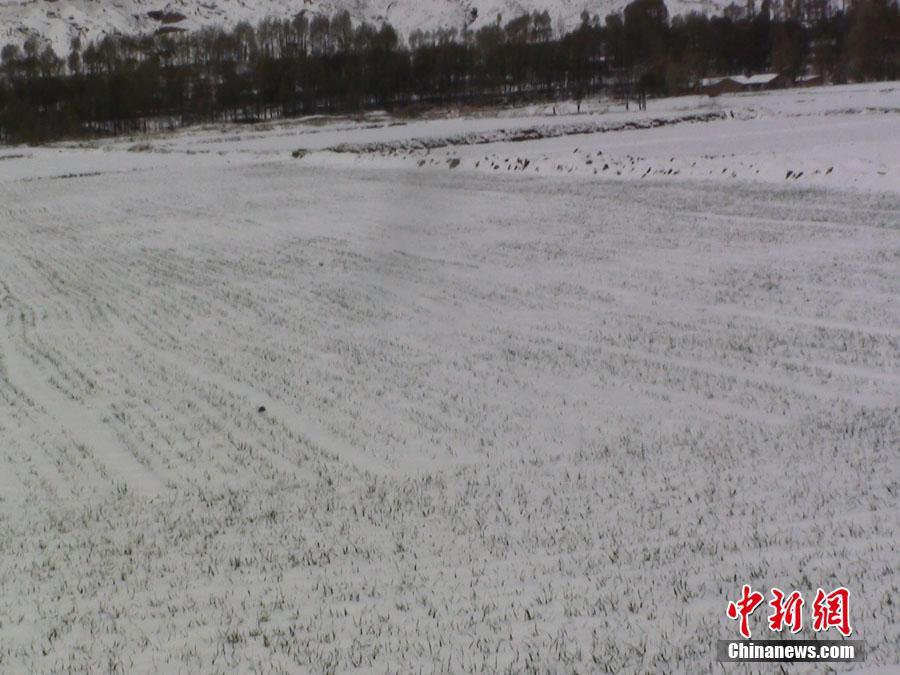 甘肅河西走廊山丹縣立夏后首飄大雪 甘肅河西走廊山丹縣立夏后首飄大雪