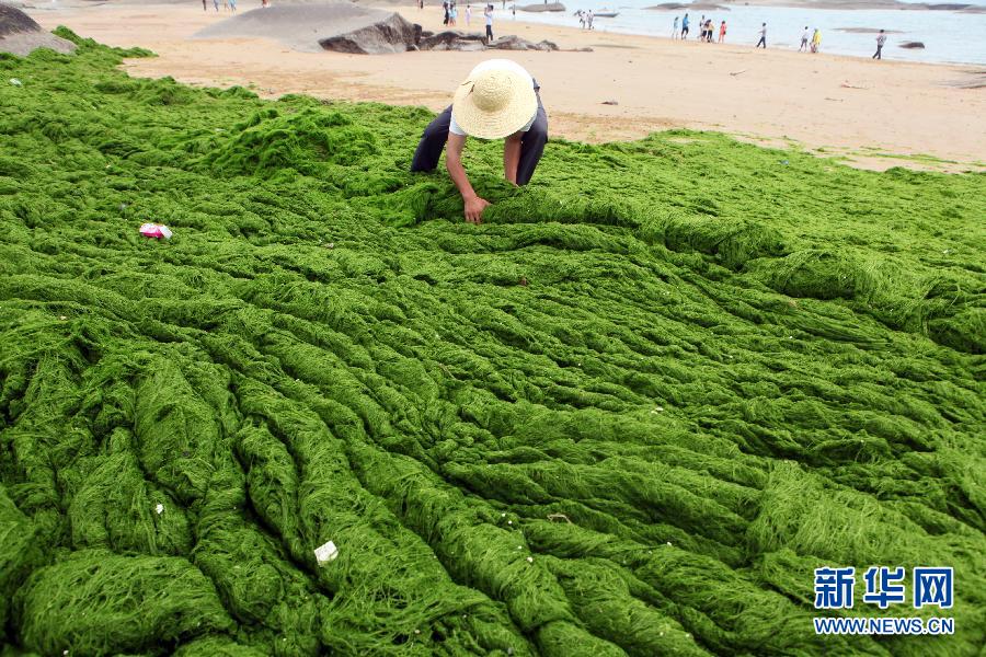 6月10日，山東日照市萬平口景區管理部門組織工作人員在清理海灘上的滸苔。