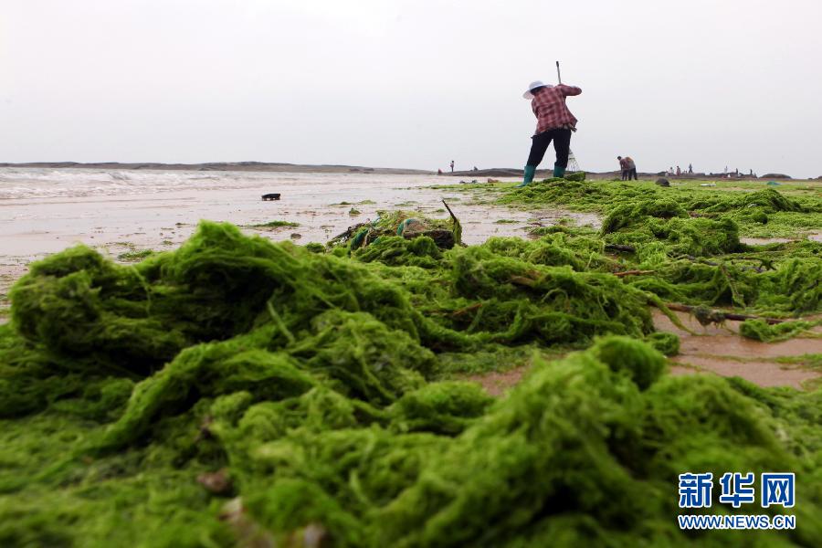 6月10日，山東日照市萬平口景區管理部門組織工作人員在清理海灘上的滸苔。