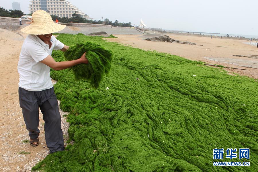 6月10日，山東日照市萬平口景區管理部門組織工作人員在清理海灘上的滸苔。