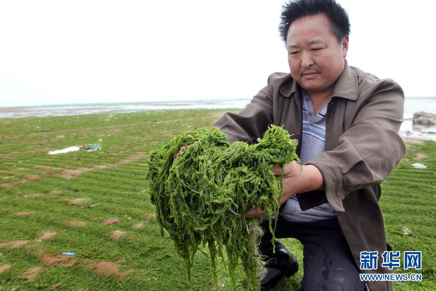 6月10日，在江蘇省連云港市贛榆縣海州灣旅游度假區，一名漁民在展示清理的滸苔。