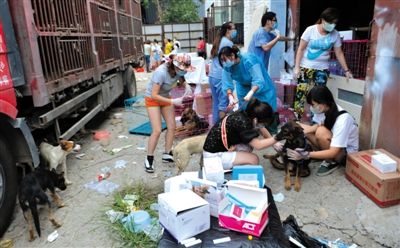 昨日下午,志愿者對攔截下來的狗逐一檢查,分類進行管理。