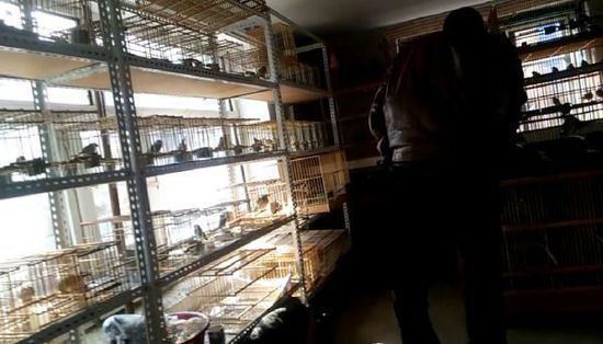 哈爾濱市雙城區(qū)集市上，一家沒(méi)有招牌的平房里擺滿了各種野鳥(niǎo)等待出售。