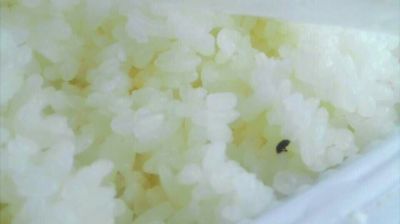 陸先生在高鐵上購(gòu)買(mǎi)的“梅菜扣肉套餐”盒飯。盒飯中的米飯上有芝麻狀的黑色小蟲(chóng)。