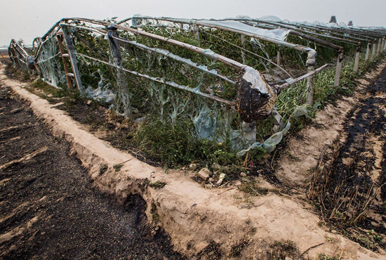 內黃縣梁莊鎮南前桐村被燒壞的蔬菜大棚。