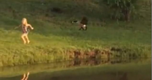 圖二：小女孩遭鵝襲擊向父親求救，但他不但沒有伸出援手，反而狂笑不止。