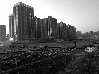 荒地上除堆放一些雜物外,還被附近居民種上了一片大白菜。 荒地上除堆放一些雜物外,還被附近居民種上了一片大白菜。