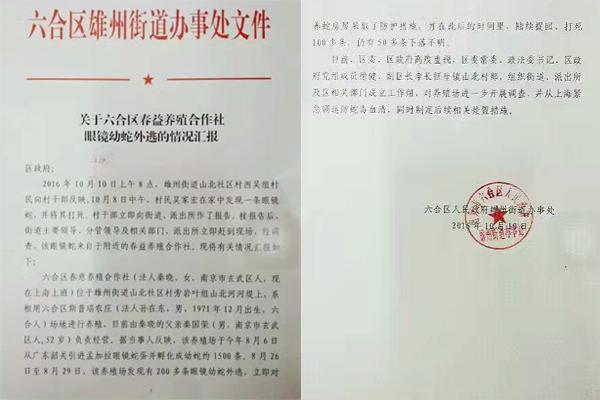 交匯點10月10日消息， 10日晚上，一則消息在南京人的朋友圈和微信群里瘋傳，網傳消息稱：六合雄州街道山北村一個農莊私自養眼鏡蛇，幾天前突然跑出來了，估計二三百條。交匯點記者向六合區委宣傳部相關人士求證，證實了此事確實發生。