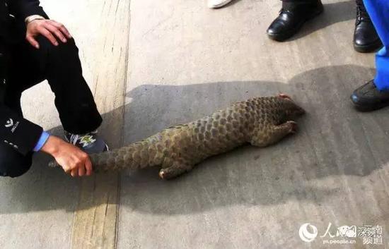 揭穿山甲販賣潛規則：送飯館前注水打興奮劑