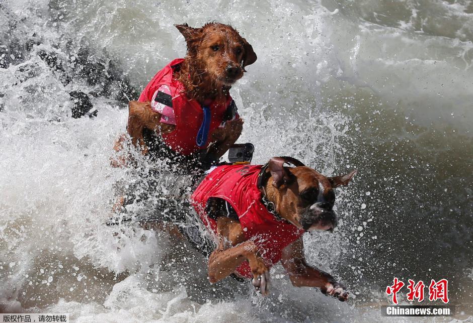 美國狗狗沖浪大賽 汪星人乘風破浪帥氣十足 美國狗狗沖浪大賽 汪星人乘風破浪帥氣十足