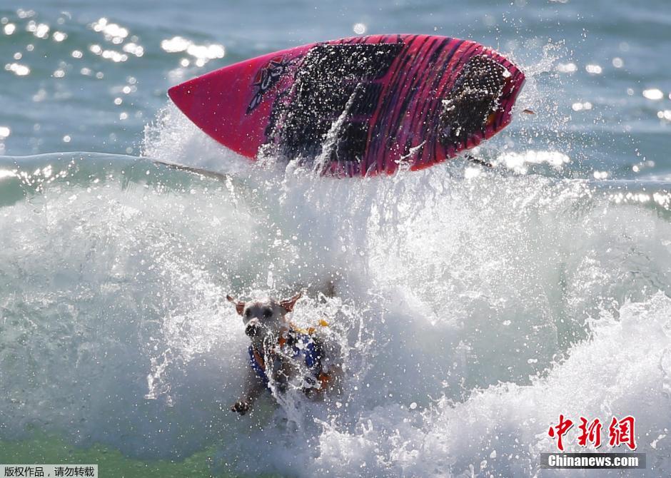 美國狗狗沖浪大賽 汪星人乘風破浪帥氣十足 美國狗狗沖浪大賽 汪星人乘風破浪帥氣十足