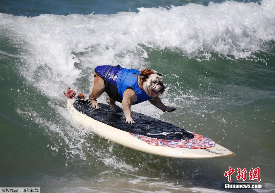 美國狗狗沖浪大賽 汪星人乘風破浪帥氣十足 美國狗狗沖浪大賽 汪星人乘風破浪帥氣十足