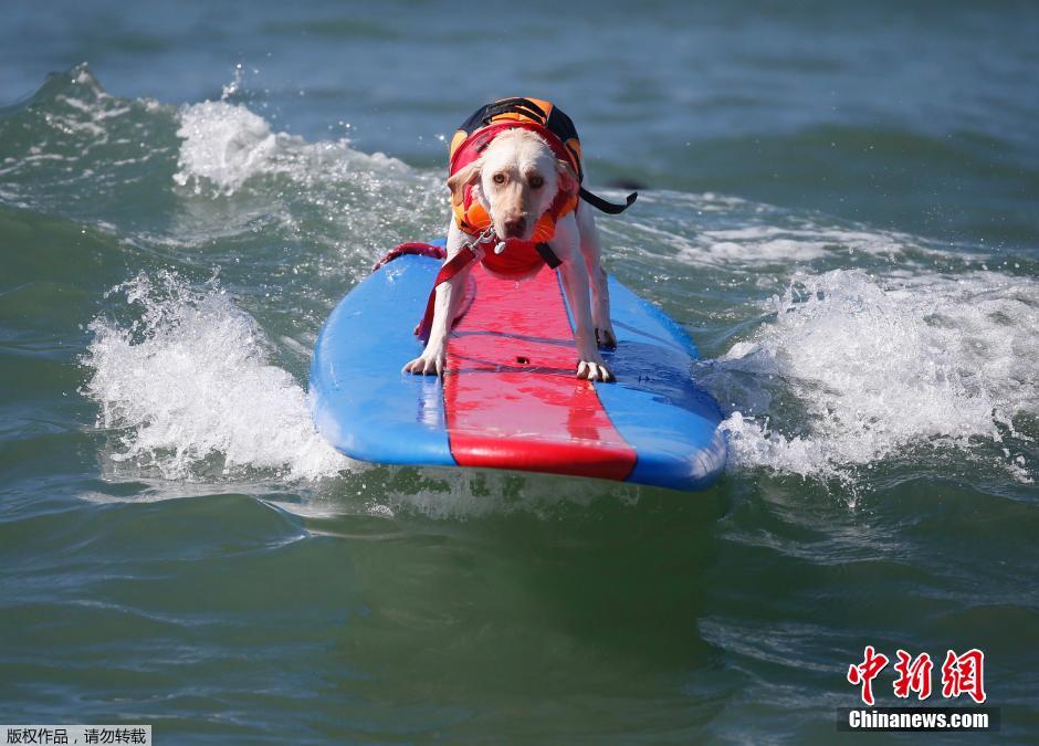 美國狗狗沖浪大賽 汪星人乘風破浪帥氣十足 美國狗狗沖浪大賽 汪星人乘風破浪帥氣十足