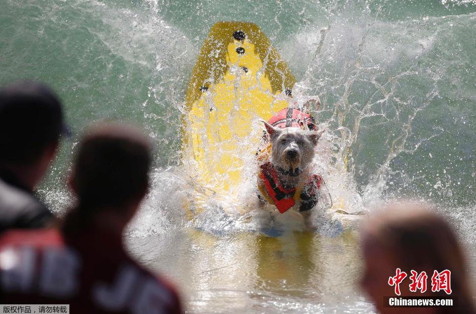 美國狗狗沖浪大賽 汪星人乘風破浪帥氣十足 美國狗狗沖浪大賽 汪星人乘風破浪帥氣十足