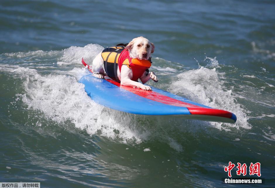 美國狗狗沖浪大賽 汪星人乘風破浪帥氣十足 美國狗狗沖浪大賽 汪星人乘風破浪帥氣十足