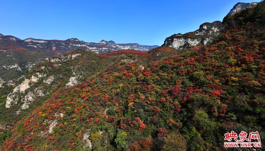 紅色，黃色，綠色的樹葉相互映襯