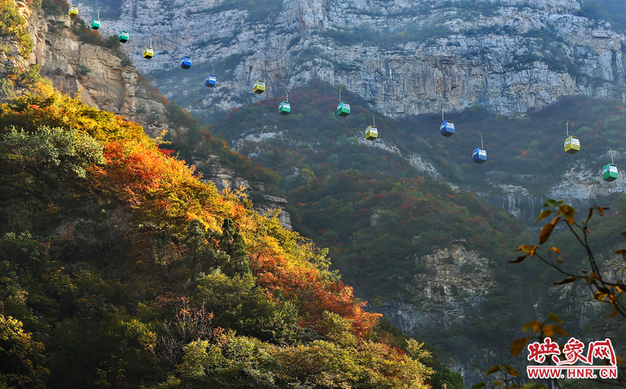 索道下的山坡，陽光灑在色彩繽紛的樹葉上