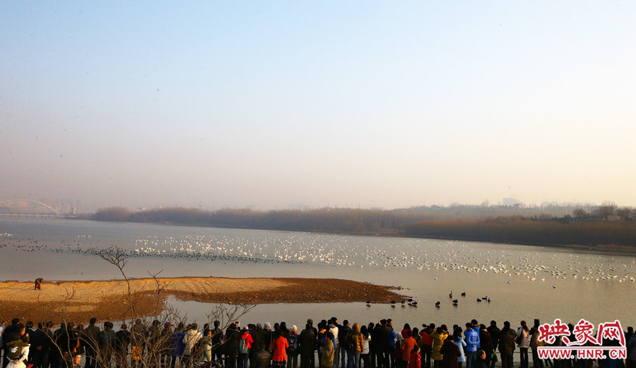 觀看天鵝的游客絡繹不絕 觀看天鵝的游客絡繹不絕