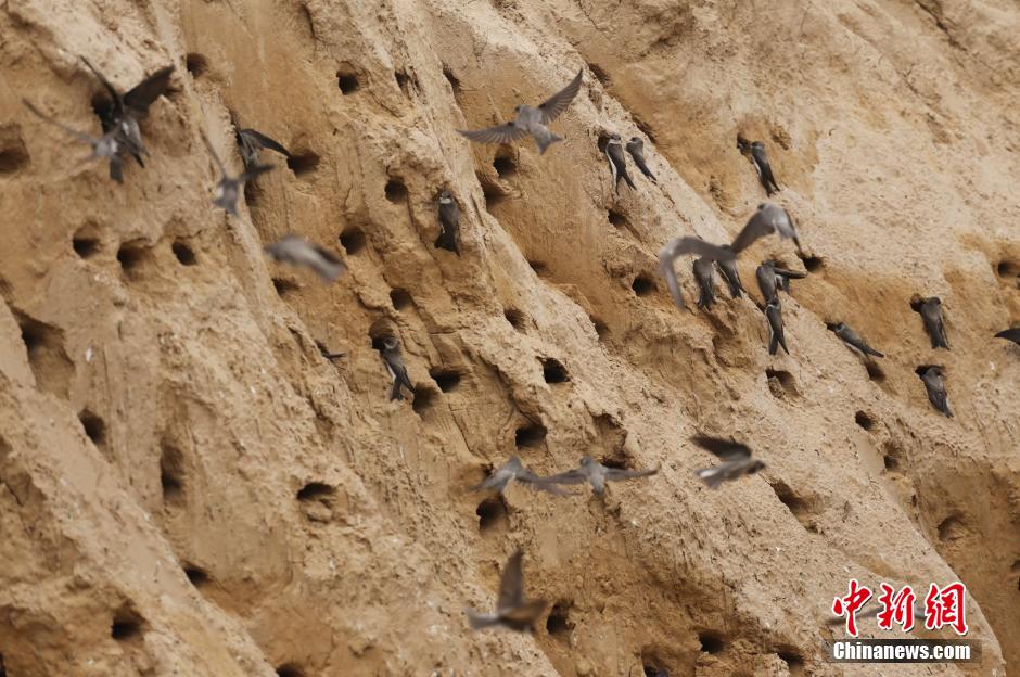 數千只崖沙燕安家筑巢鄭州一工地 數千只崖沙燕安家筑巢鄭州一工地