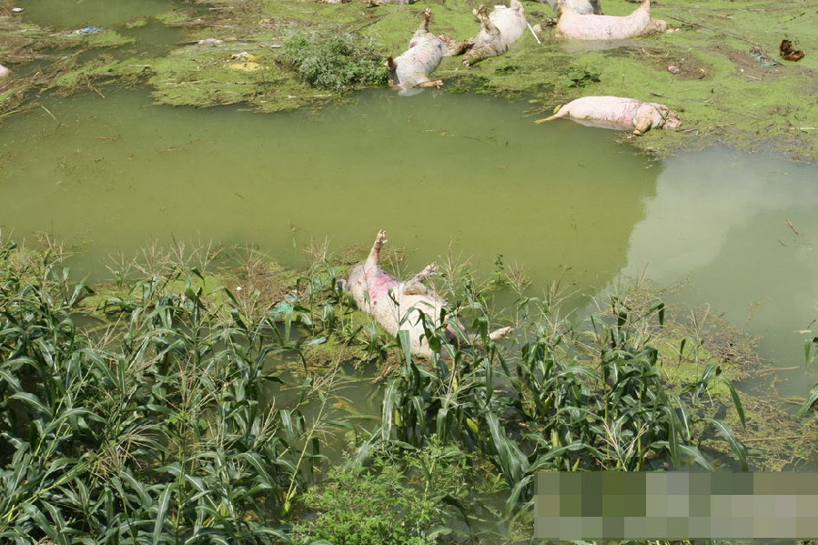 廣西一養殖場被淹 1.6萬余頭死豬浸泡水中