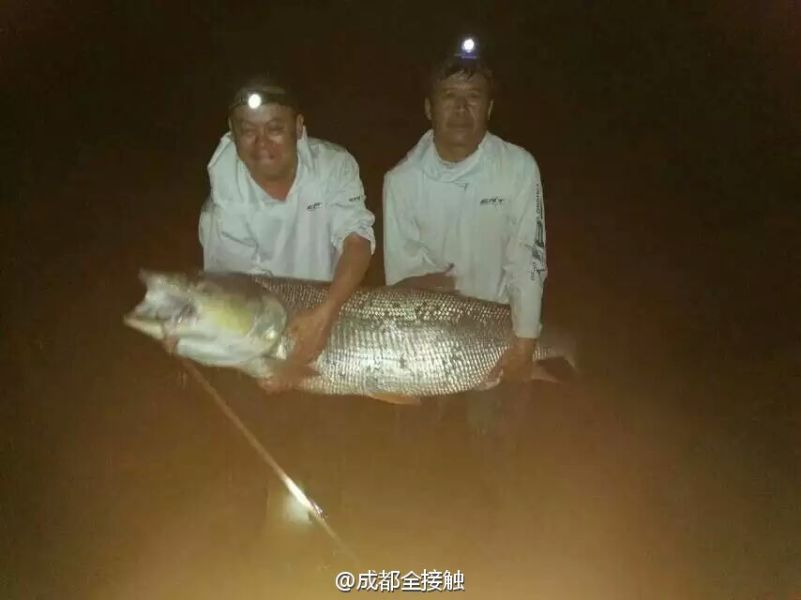 　圖為大魚需要兩個人抱起。