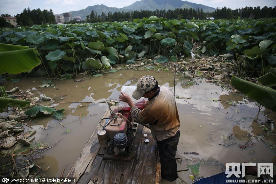 挖藕人日工作8小時(shí) 月入過萬 挖藕人日工作8小時(shí) 月入過萬