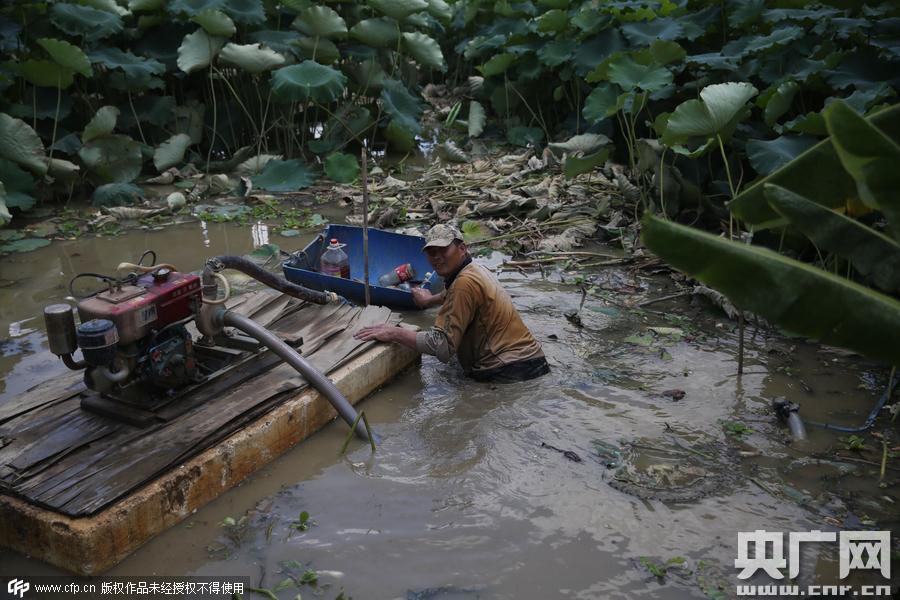 挖藕人日工作8小時(shí) 月入過萬 挖藕人日工作8小時(shí) 月入過萬