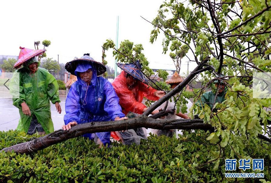  8月8日，工人在福建省石獅市公路邊清理被大風吹倒的樹木。