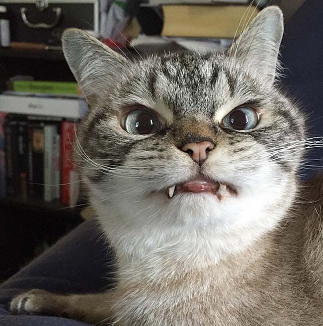 長著一對吸血鬼獠牙般虎牙的Loki 長著一對吸血鬼獠牙般虎牙的Loki