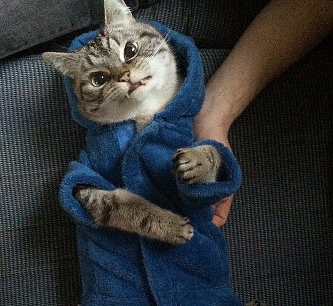 身穿浴袍的Loki好像看起來也沒那么兇哦。 身穿浴袍的Loki好像看起來也沒那么兇哦。