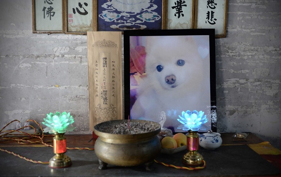 寵物狗的遺像被擺放在寺廟中。