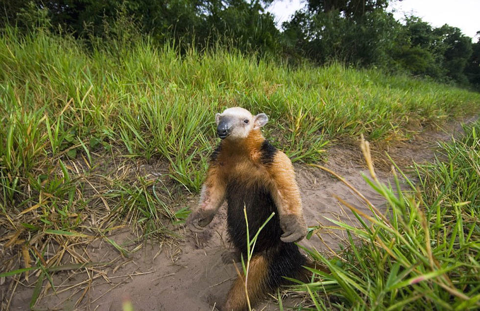這頭食蟻獸站起來是想在車前顯得自己更高大一點。（網(wǎng)頁截圖）