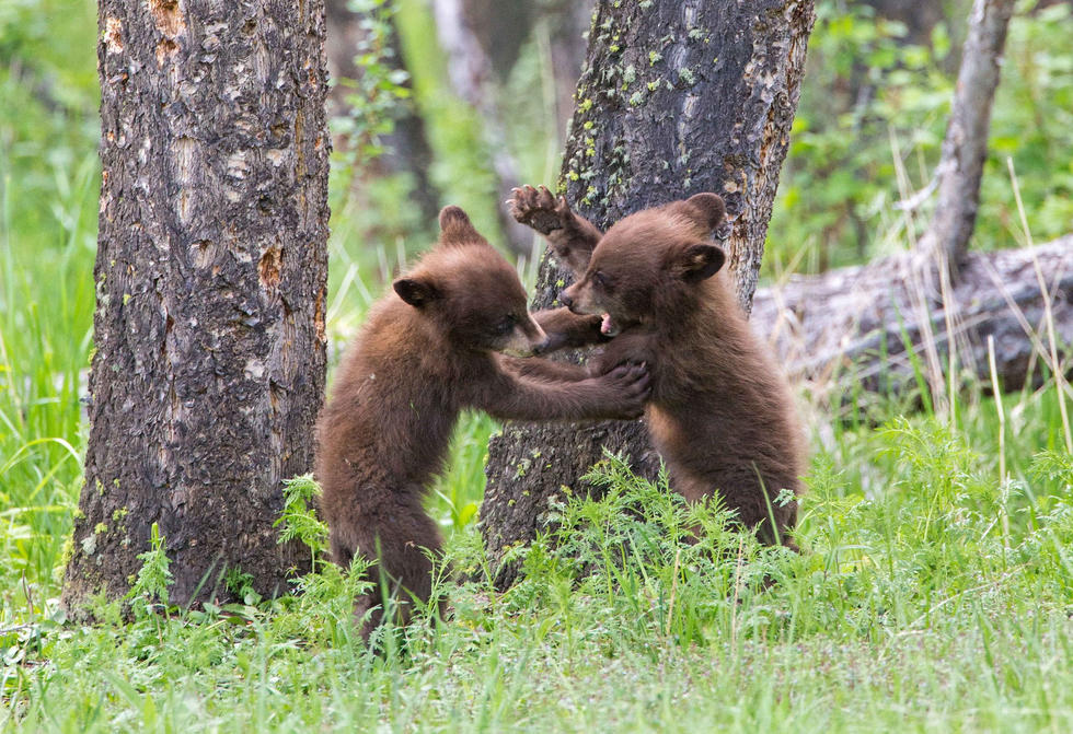 兩只萌噠噠的小熊在一顆大樹下玩躲貓貓，一會突然跳出來嚇唬對方，一會對著彼此做鬼臉，逗趣模樣讓人忍不住捧腹大笑。