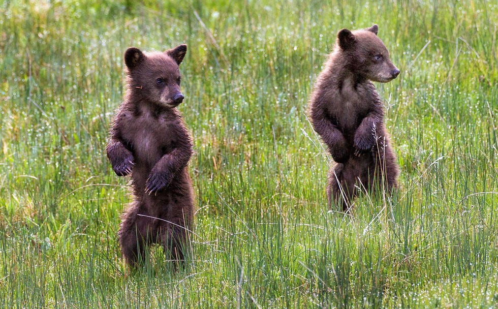 當看到這些可愛的小熊照片時，你的心一定被它們的模樣給萌化了吧！
