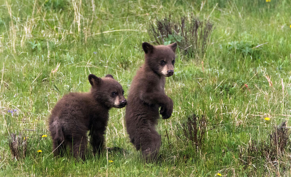 兩只萌噠噠的小熊在一顆大樹下玩躲貓貓，一會突然跳出來嚇唬對方，一會對著彼此做鬼臉，逗趣模樣讓人忍不住捧腹大笑。
