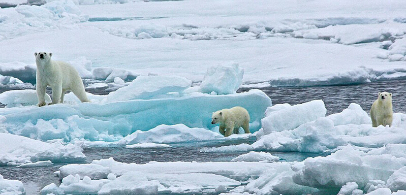 北極熊寶寶起來后看見有攝像機(jī)，便好奇地盯住娜塔西亞手中的機(jī)器。
