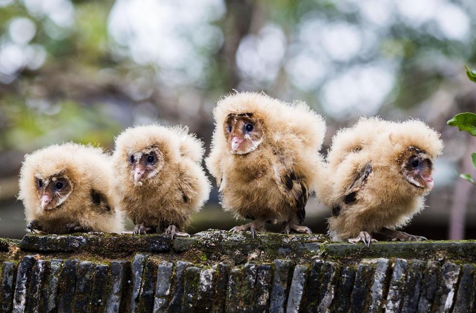 日前，九江市都昌縣蔡嶺鎮的曹女士上山采茶籽時，撿到5只可愛的雛鳥。經野保工作人員鑒定，這5只雛鳥為國家二級野生保護動物猴面鷹，目前已被送往鳥類保護組織進行救護。