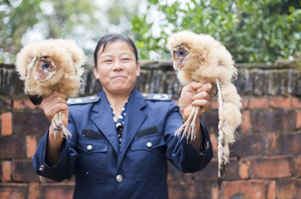 11月6日，記者聯系上都昌縣的村民危億玲，她是撿到雛鳥的曹女士的兒媳。她向記者介紹，稱他們家住在蔡嶺鎮北炎村港邊舍自然村，她婆婆11月4日下午上山采茶籽時，在樹下發現了5只可愛的雛鳥并帶回了家。