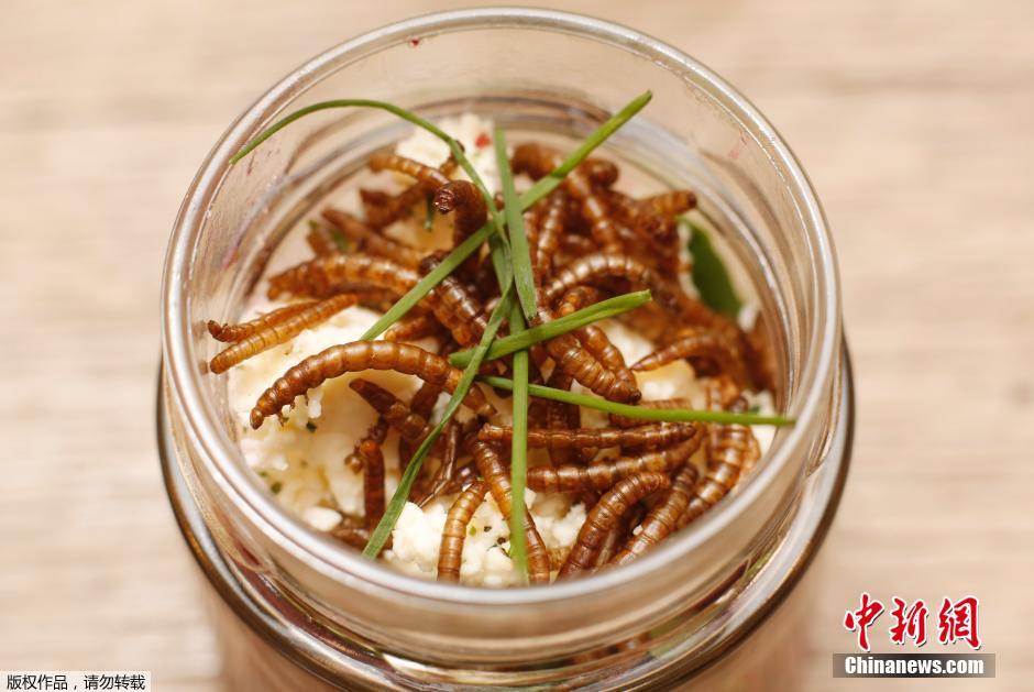 奧地利美女發明昆蟲飼養皿 奧地利美女發明昆蟲飼養皿