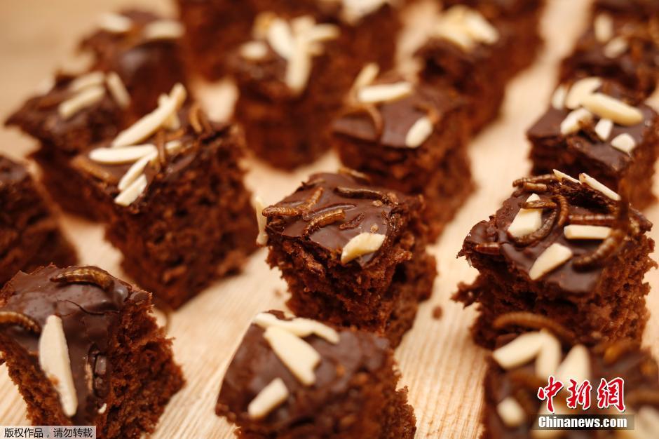 奧地利美女發明昆蟲飼養皿 奧地利美女發明昆蟲飼養皿