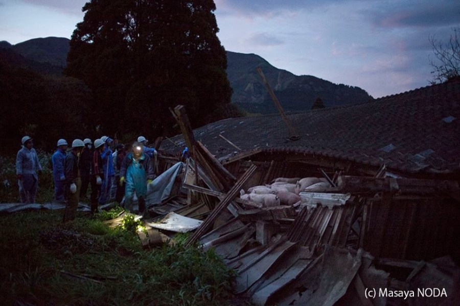 熊本地震后現“豬堅強” 救出后被送屠宰場 熊本地震后現“豬堅強” 救出后被送屠宰場