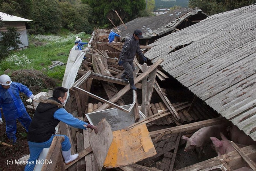 熊本地震后現“豬堅強” 救出后被送屠宰場 熊本地震后現“豬堅強” 救出后被送屠宰場