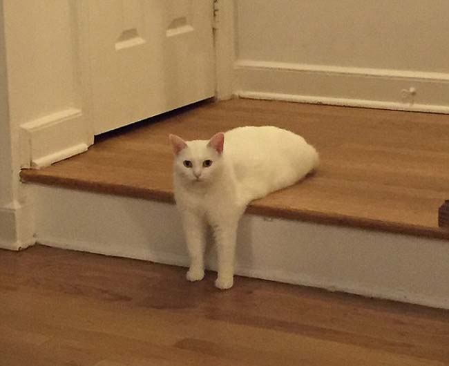 喵星人奇葩坐姿遭惡搞 網友腦洞大開