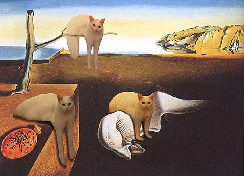 喵星人奇葩坐姿遭惡搞 網友腦洞大開