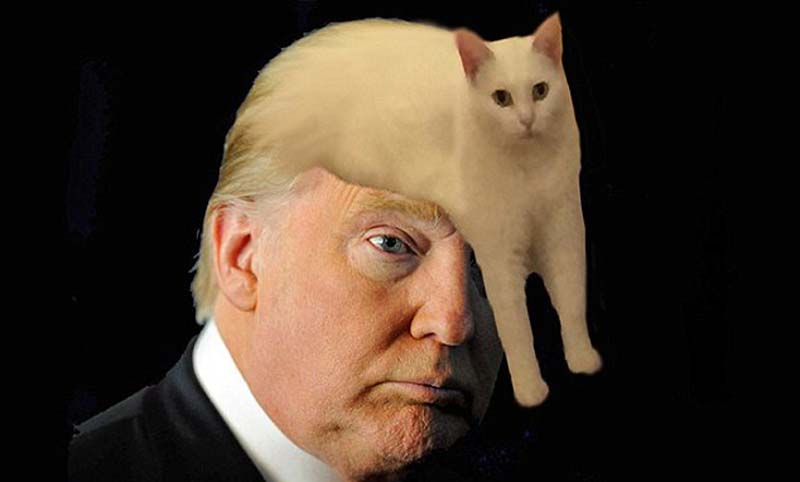 喵星人奇葩坐姿遭惡搞 網友腦洞大開