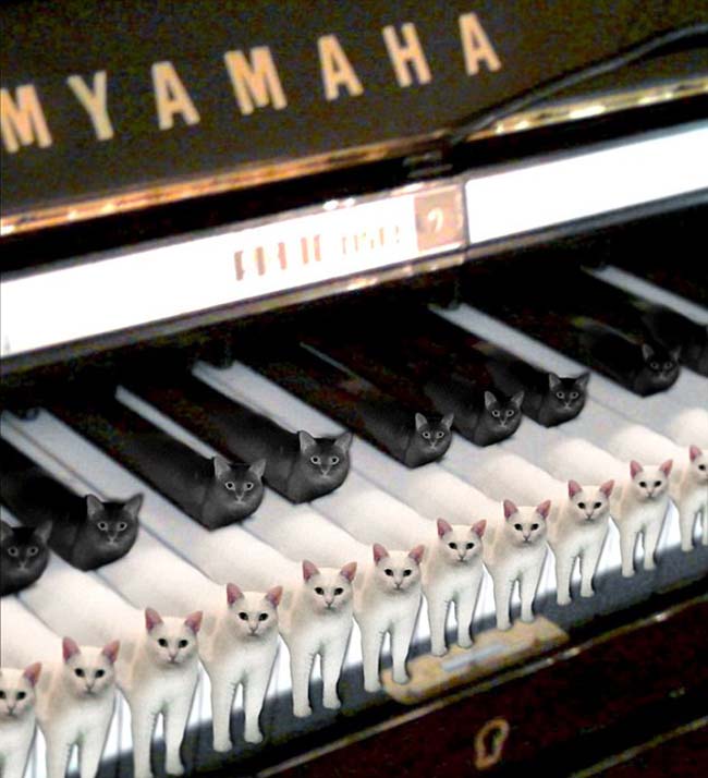 喵星人奇葩坐姿遭惡搞 網友腦洞大開