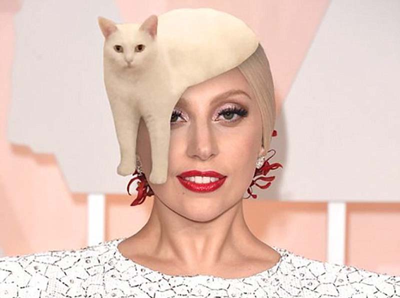 喵星人奇葩坐姿遭惡搞 網友腦洞大開