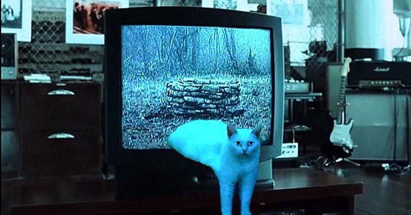 喵星人奇葩坐姿遭惡搞 網友腦洞大開