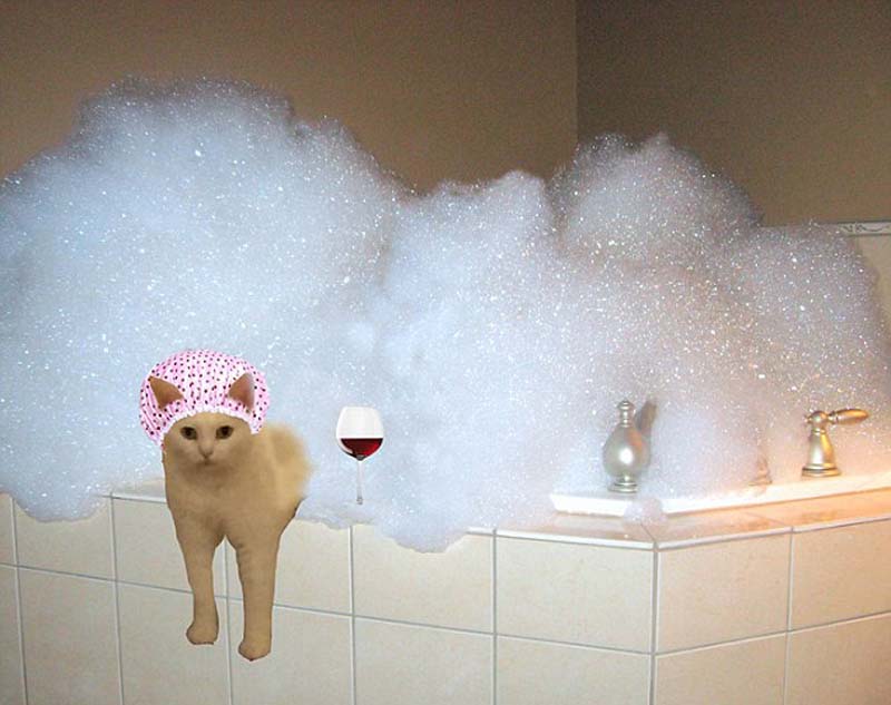 喵星人奇葩坐姿遭惡搞 網友腦洞大開